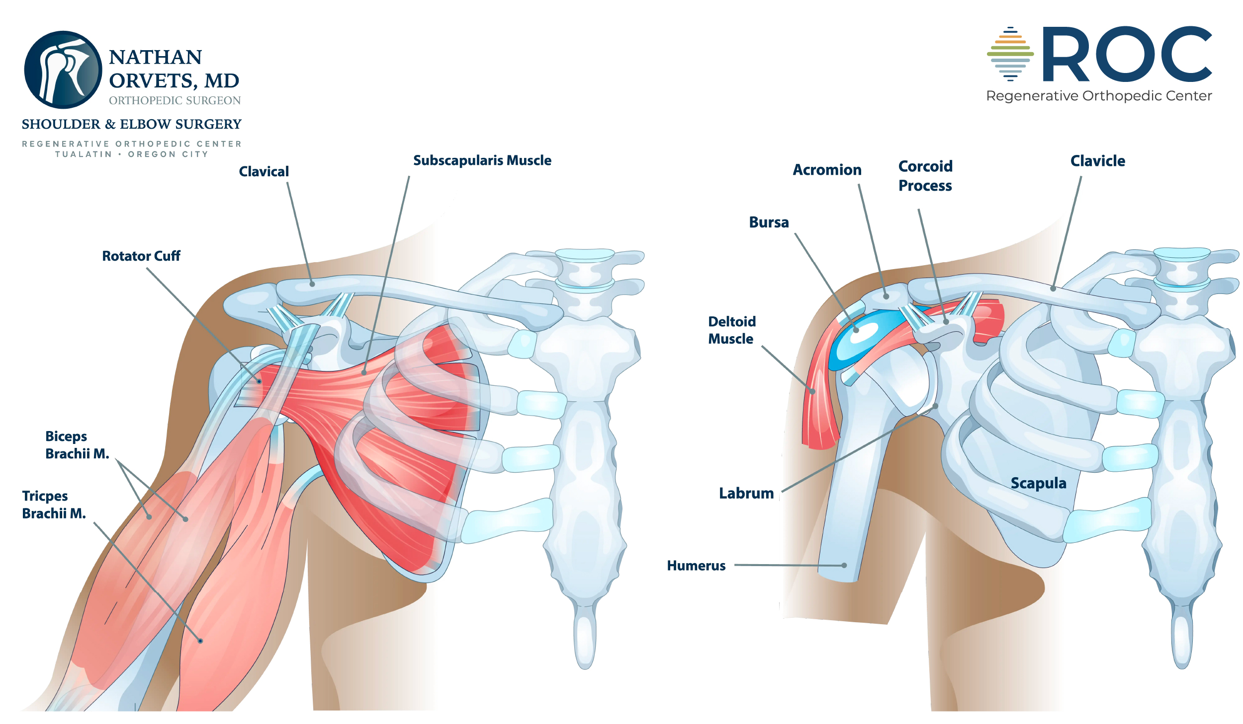 shoulder anatomy diagram